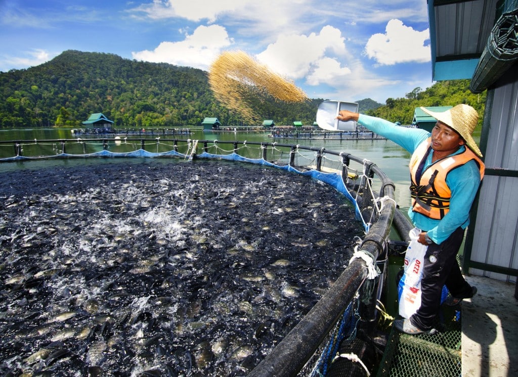 An employee feeding tilapia in a cage.