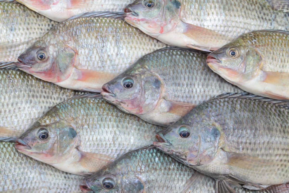 Meny tilapia at the fish counter.