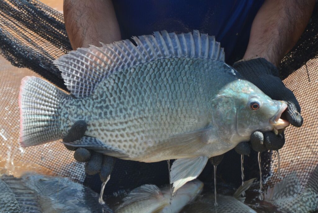 Nice tilapia brood fish selected for favorable traits to pass on to the next generation. 
