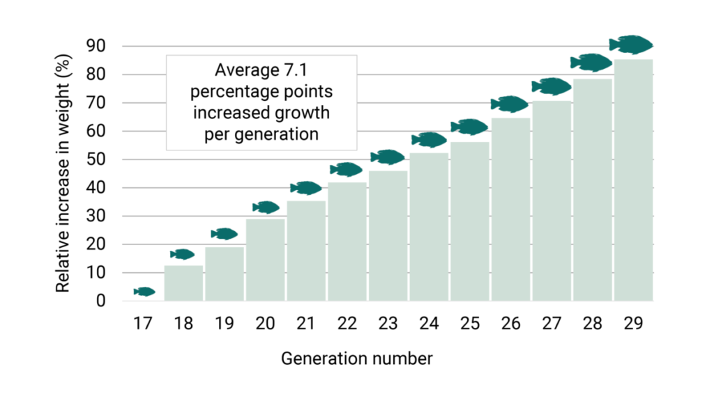 Graph showing an average 7.1 percentage points increased growth per generation during the last twelve generations of selection in the GenoMar tilapia breeding program. 