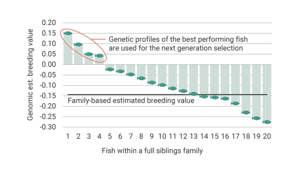 Graph showing the difference of using family based breeding values versus genomic breeding values on individual fish.