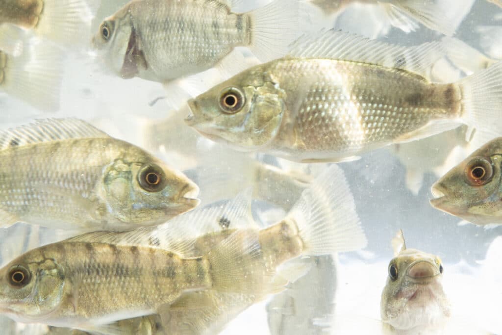 Healthy tilapia juveniles swimming.