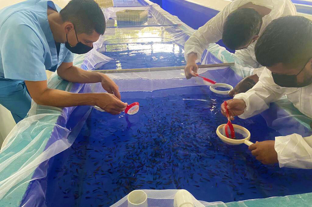 Successful importation of GenoMar tilapia broodstock into Colombia