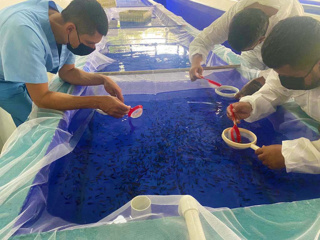 GenoMar employees and official representatives are inspecting the fish.