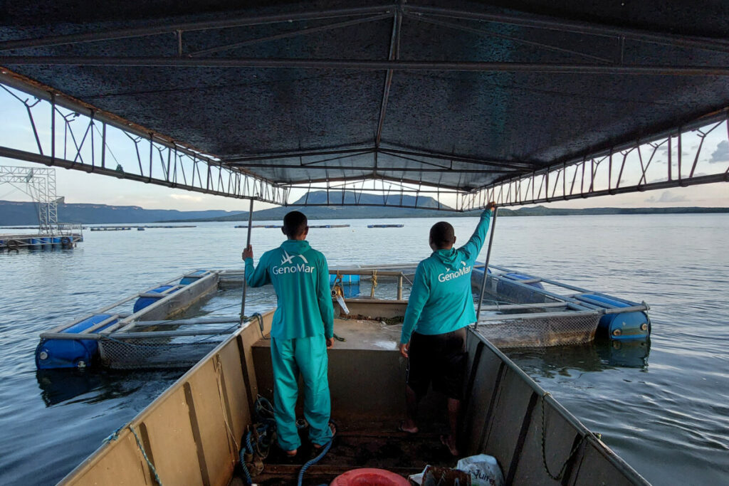 Two GenoMar employees are traveling by boat out to a tilapia cage farm in Brazil.