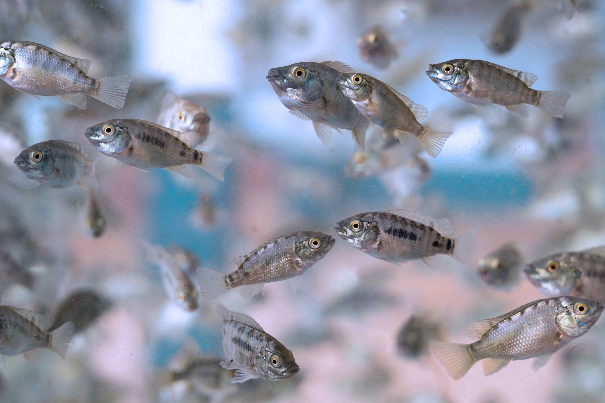 Swimming tilapia juveniles.